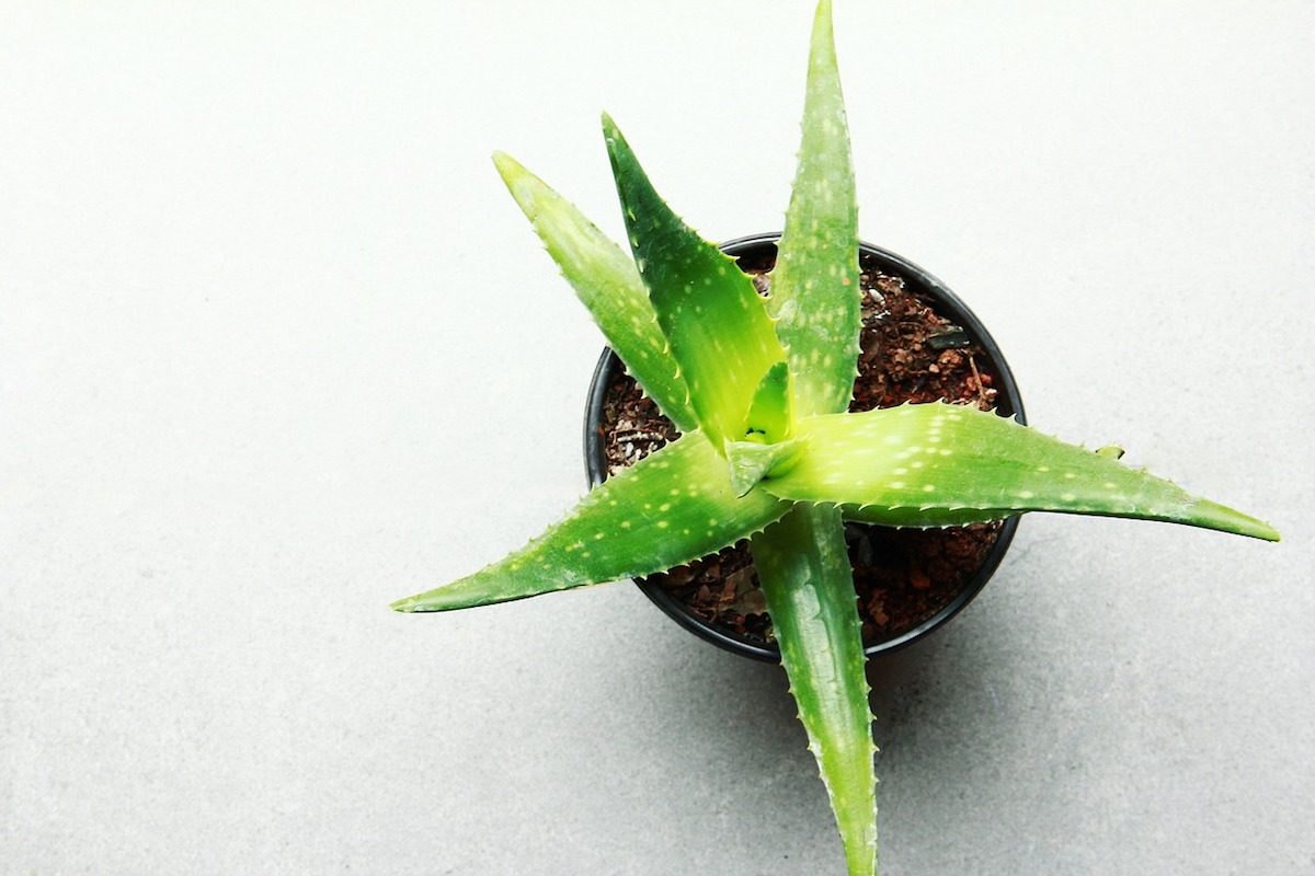 home air quality potted aloe plant