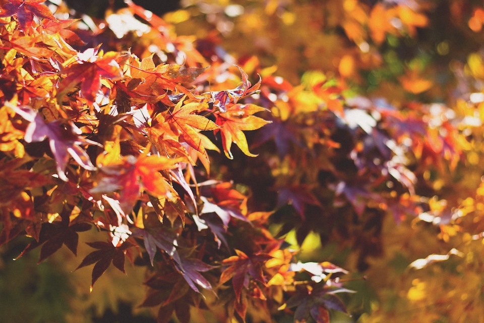 fall home organizing coloured leaves on tree